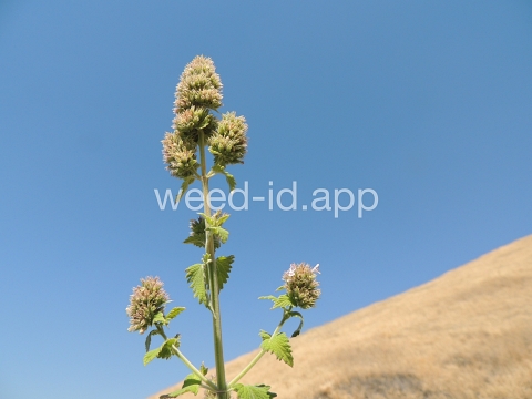 catnip